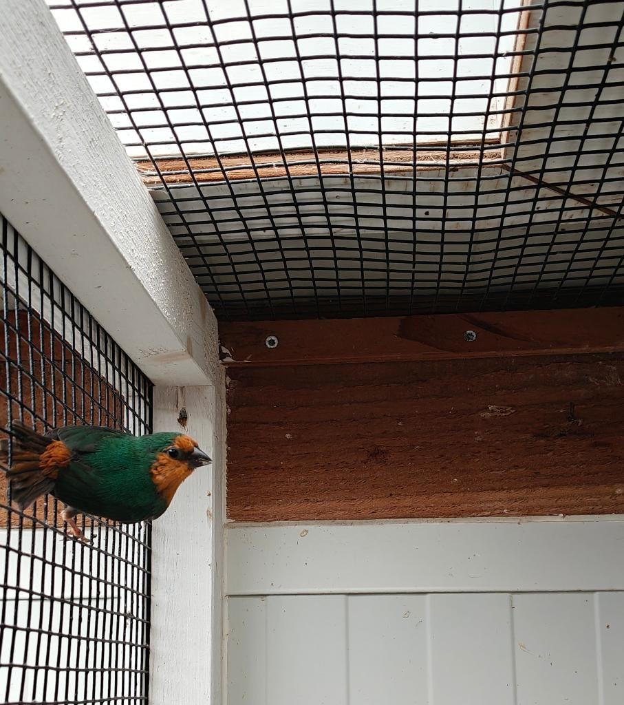 Roodkop papagaaiamedines, Geslacht onbekend, Tropenvogel