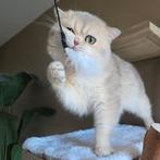 Prachtige Britse korthaar Dekkater blue golden shaded ay11, 0 tot 2 jaar