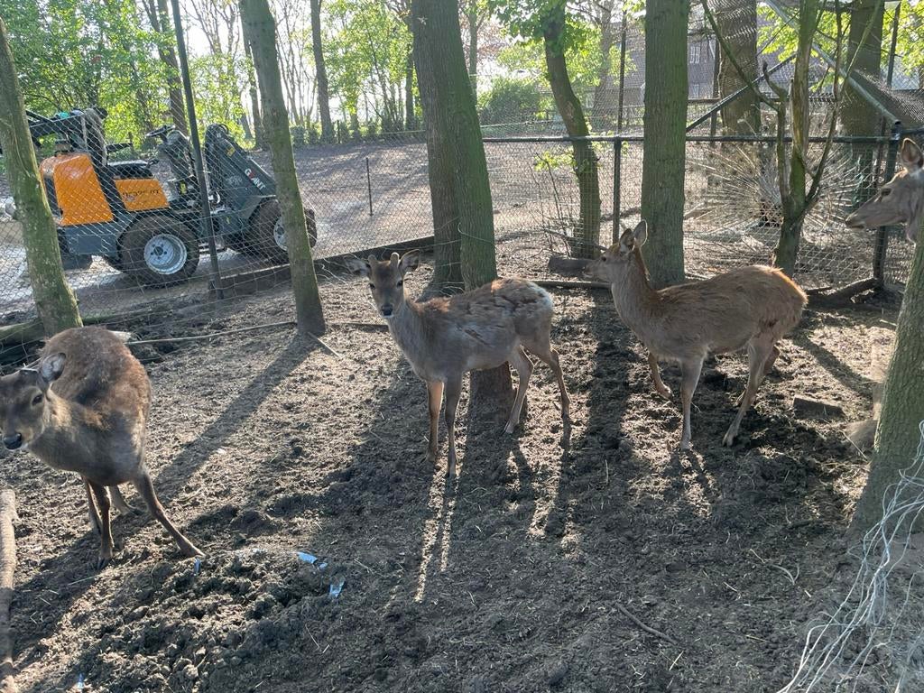 Te koop: Edelhert bok, 8 maand oud, Dieren en Toebehoren, Overige Dieren, November, Mannelijk