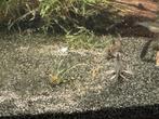 Panda Corydoras, Dieren en Toebehoren, Vis, Zoetwatervis, Schoolvis
