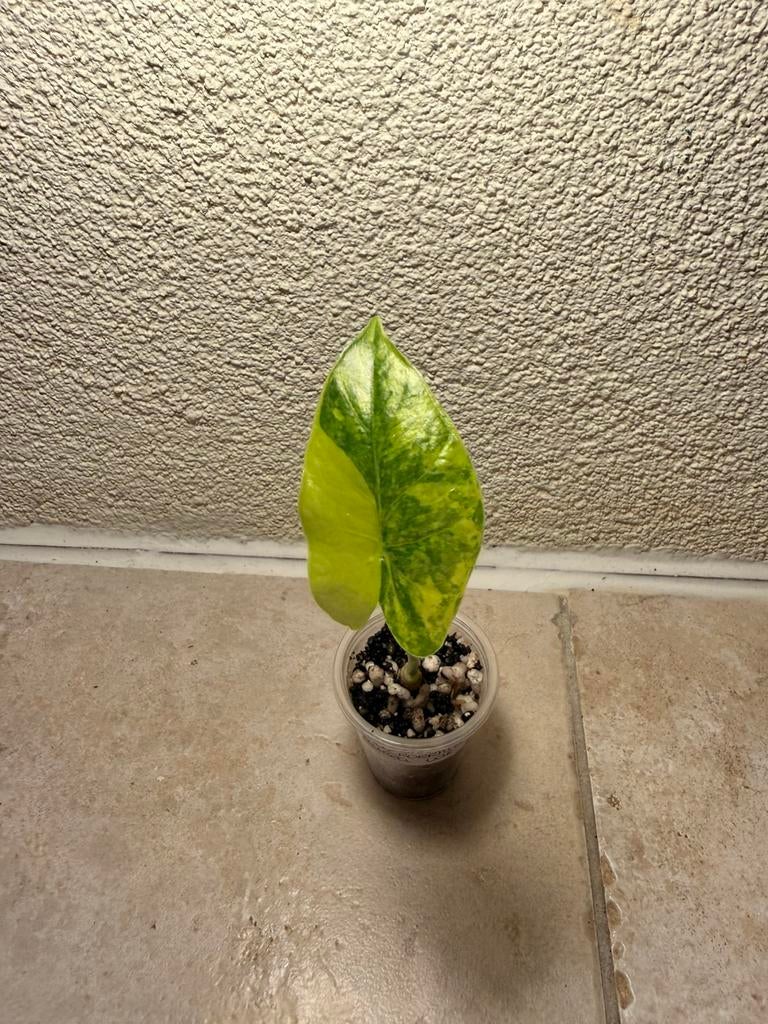 Alocasia macrorrhiza aurea vatiegata, Huis en Inrichting, Kamerplanten, Ophalen of Verzenden, Halfschaduw, Minder dan 100 cm