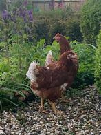 broedeieren| van de leukste bruine Leghennen |rustige kippen, Dieren en Toebehoren, Pluimvee, Geslacht onbekend, Kip