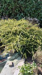 Japanse Hulst struikjes,  gratis afhalen, Bloeit niet, Halfschaduw, Minder dan 100 cm, Overige soorten