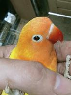 Prachtige brr agapornis fisheri opaline geel split INO man, Dieren en Toebehoren, Vogels | Parkieten en Papegaaien, Mannelijk