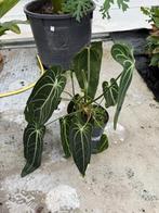 XL Anthurium Warocqueanum Ø19, Overige soorten, In pot, Minder dan 100 cm, Bloeiende kamerplant