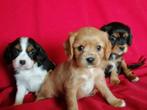 Cavalier King Charles kruising pups, Dieren en Toebehoren, Honden | Retrievers, Spaniëls en Waterhonden, Overige rassen, CDV (hondenziekte)