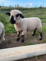 Twee Hampshire down rammen te koop, Dieren en Toebehoren, Schapen, Geiten en Varkens, Mannelijk, Schaap, 0 tot 2 jaar