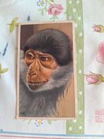 Verkade plaatje - Muts-Mangabey, Ophalen of Verzenden