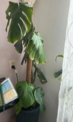 Monstera Kamerplant met Mosstok, Ophalen, 100 tot 150 cm, Overige soorten, Halfschaduw