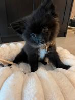 Pomchi pup, Dieren en Toebehoren, Honden | Chihuahua's en Gezelschapshonden, Nederland, Rabiës (hondsdolheid), 15 weken tot 1 jaar