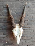 XXL schedel elandantilope 97*48  Afrika antilope hoorns, Verzamelen, Dierenverzamelingen, Ophalen of Verzenden, Gebruikt, Schedel