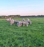 Schapen te koop, Dieren en Toebehoren, Schapen, Geiten en Varkens, Meerdere dieren, Schaap