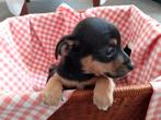 Lieve Jack Russell puppy's, Dieren en Toebehoren, Jack Russell Terriër, 8 tot 15 weken, Meerdere, Meerdere dieren