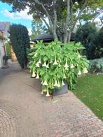 Brugmansia, Tuin en Terras, Volle zon, Vaste plant, Zomer, Ophalen