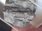 Zeer interessant trilobietje uit Vireux in Frankrijk, Verzamelen, Mineralen en Fossielen, Ophalen of Verzenden, Mineraal