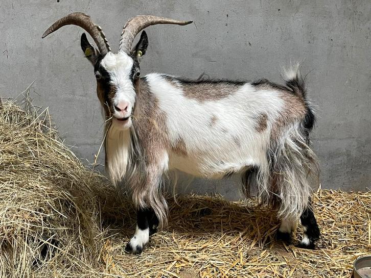 Landgeit, Dieren en Toebehoren, Schapen, Geiten en Varkens, Geit, Vrouwelijk, 6 jaar of ouder