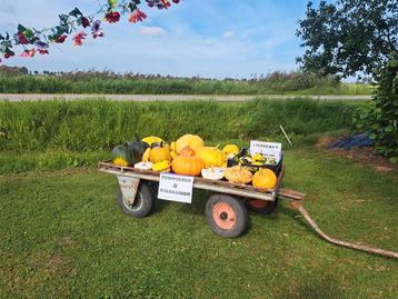 Pompoenen en kalebassen  beschikbaar voor biedingen