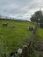 Walisser schwarznasse, Dieren en Toebehoren, Schapen, Geiten en Varkens, Vrouwelijk, Schaap