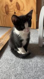 Kitten, Poes, 0 tot 2 jaar