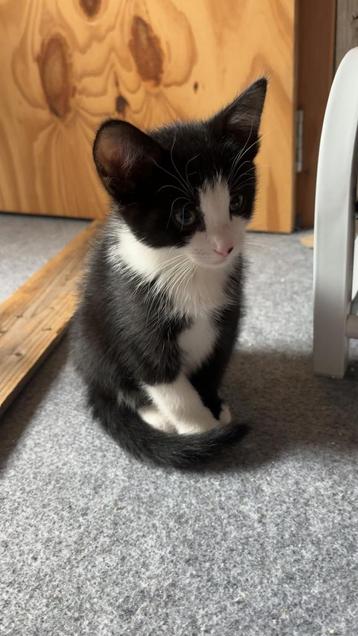 Kitten beschikbaar voor biedingen