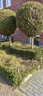 GRATIS - Boldennen en taxus, Tuin en Terras, Planten | Bomen, Ophalen