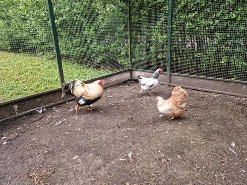Duo Wyandotte hen schitterende samenstelling zalm & columbia, Dieren en Toebehoren, Pluimvee, Kip, Vrouwelijk