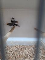 Diamant vinken, Dieren en Toebehoren, Vogels | Overige Vogels, Meerdere dieren, Geringd