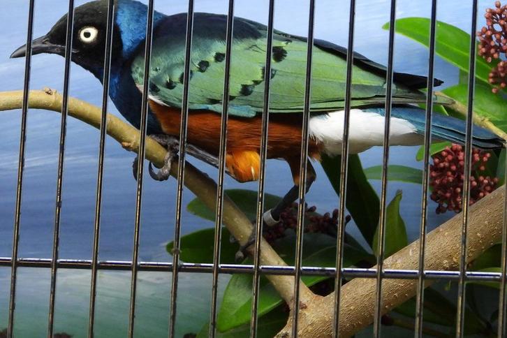 vogels te koop, Dieren en Toebehoren, Vogels | Overige Vogels, Tropenvogel, Meerdere dieren