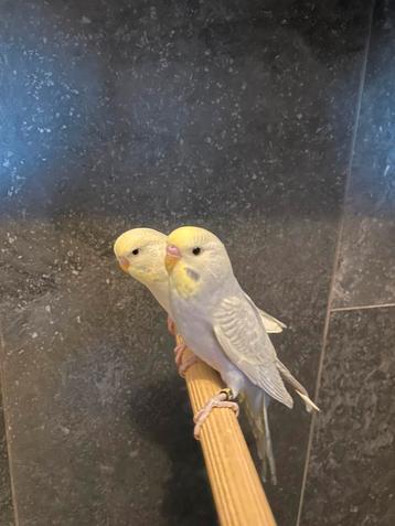 *Opvallend, leuk tam koppel baby grasparkietjes! Mega lief! beschikbaar voor biedingen