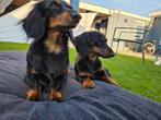 Kaninchen teckel pups op komst, Dieren en Toebehoren, Honden | Teckels en Dashonden, Kaninchen, 8 tot 15 weken, Langhaar, Meerdere