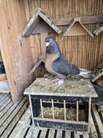 Takla Duiven, Miro, Dieren en Toebehoren, Meerdere dieren, Overige soorten