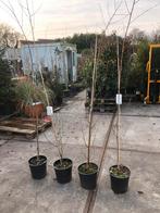 Berkenboompjes hoog 2,5 soort Doornbos krijgen witte stam, In pot, Overige soorten, 250 tot 400 cm, Bloeit niet