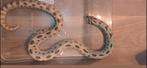 Haakneusslang#slangen#haakneusslang kweekdame, Dieren en Toebehoren, Reptielen en Amfibieën, Slang
