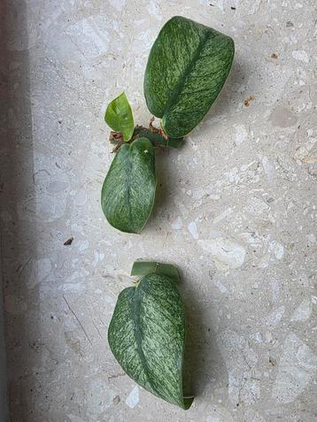 Rhaphidophora Hongkongensis Variegata Stek beschikbaar voor biedingen