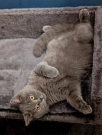 Brits korthaar kitten 5 mnd katertje classic Blue, Dieren en Toebehoren, Katten en Kittens | Raskatten | Korthaar, Meerdere dieren