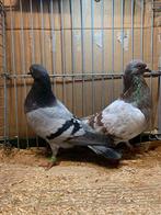 Koppels Wener Hoogvliegers, Meerdere dieren