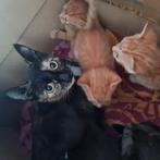 Kittens zoeken een nieuw baasje, Dieren en Toebehoren, Katten en Kittens | Raskatten | Korthaar, Meerdere dieren, Ontwormd, 0 tot 2 jaar