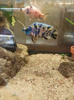 Te koop diverse soorten Malawi cichliden €5 per stuk, Dieren en Toebehoren, Vis, Zoetwatervis, Schoolvis