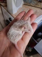 Kleurmuizen en of voedermuizen, Muis, Mannelijk, November, Tam