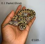 0.1 Pastel Ghost NK25, Dieren en Toebehoren, Slang