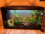 Warm water aquarium met visjes, Dieren en Toebehoren, Ophalen, Gebruikt, Gevuld zoetwateraquarium