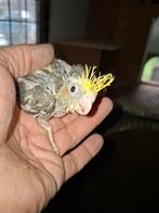 Jonge valkparkieten, Dieren en Toebehoren, Vogels | Parkieten en Papegaaien, Geslacht onbekend, Parkiet