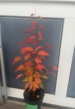 Abrikoos | Prunus armeniaca Bergeron, Ophalen of Verzenden, Minder dan 100 cm, Kersenboom