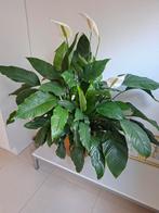 Grote groene plant in goudkleurige pot, Volle zon, Vaste plant, Bloeit niet, Ophalen