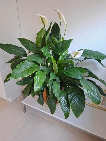 Grote groene plant in goudkleurige pot beschikbaar voor biedingen