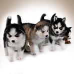 Gezonde Pomsky pups, Health Breeding Program , blauwe ogen, Dieren en Toebehoren, Honden | Poolhonden, Keeshonden en Oertypen