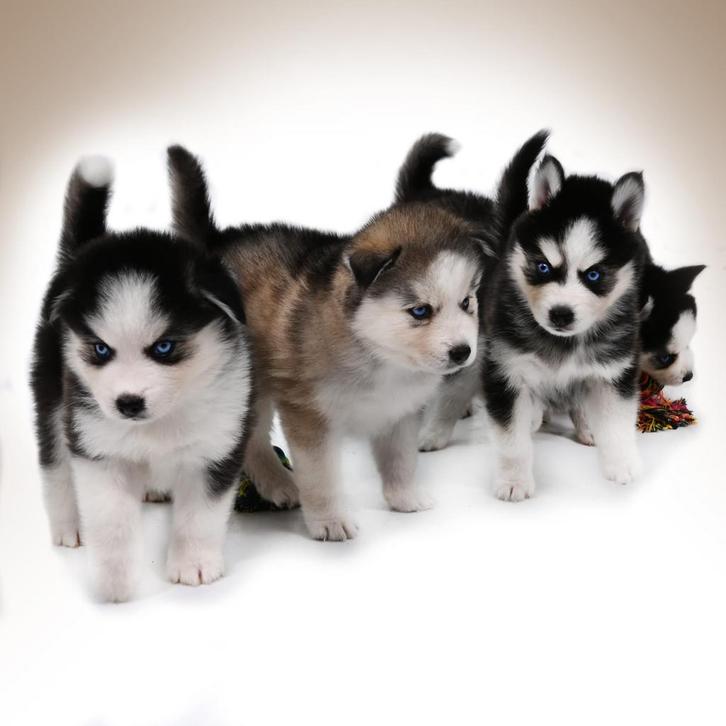 Gezonde Pomsky pups, Health Breeding Program , blauwe ogen, Dieren en Toebehoren, Honden | Poolhonden, Keeshonden en Oertypen