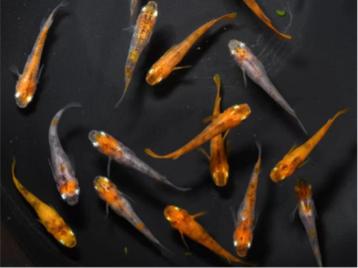 Medaka Tri-color Azuma, Oryzias latipes var Eitjes beschikbaar voor biedingen
