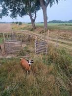 Tekoop nog enkele kruisingen nolana/blackbelly rammetjes, Dieren en Toebehoren, Schapen, Geiten en Varkens, Mannelijk, Schaap