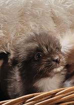Leuke dwergkees - pomeriaan pups!, Keeshond, CDV (hondenziekte), 8 tot 15 weken, Teef
